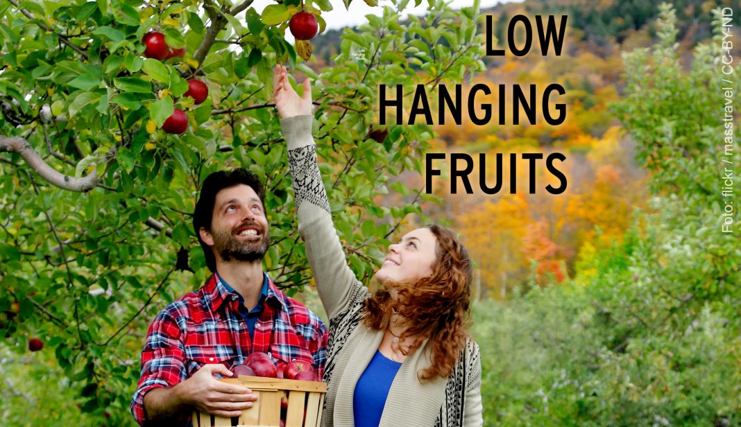 Low Hanging Fruits – Foto von der Apfelernte.
